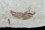 Fossil Pea Crab (Pinnixa) From California - Miocene #74474-1